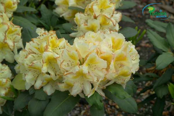 Rhododendron Katja